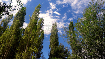 白杨,赞斯卡,树梢,天空,水平画幅,无人,夏天,树林,田地,农业