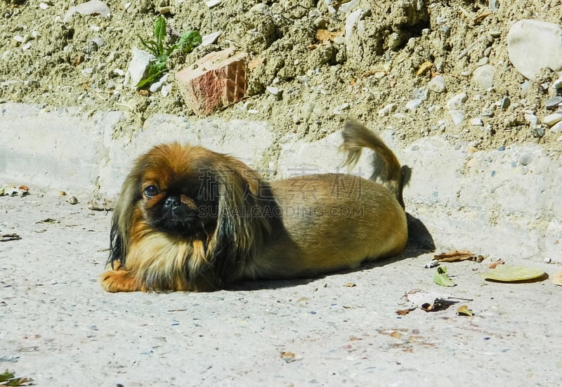 北京犬,纯种犬,豺狗,泥,小的,撒谎者,宠物主人,粘土,无人迹,哈巴狗