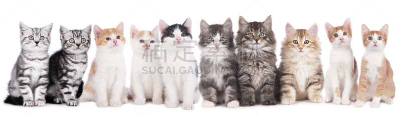 小猫,可爱的,与众不同,数字10,挪威森林猫,成一排,纯种犬,水平画幅,无人,全景