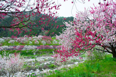 山,河流,桃树,水,水平画幅,樱花,长野县,无人,桃,户外