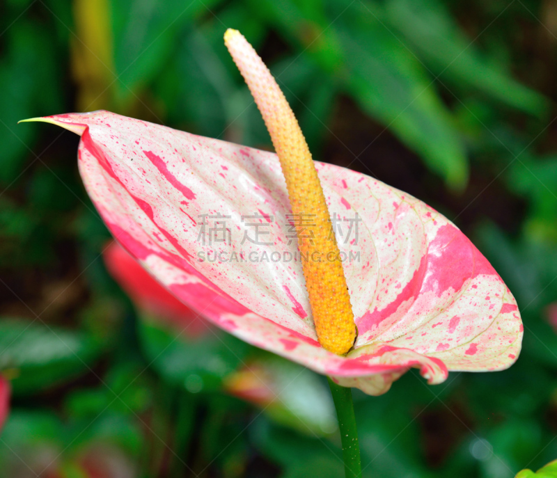 花烛属,自然,草地,苏美尔文明,水平画幅,浪漫,夏天,户外,特写,岛