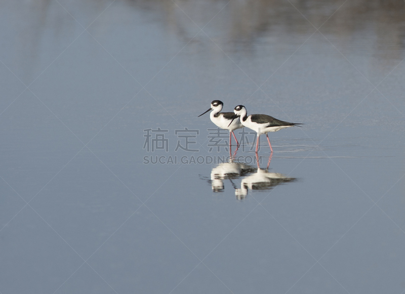 黑颈长脚鹬,两只动物,波多黎各,可爱的,野生动物,自然美,动物,鸟类,湖,自然荒野区