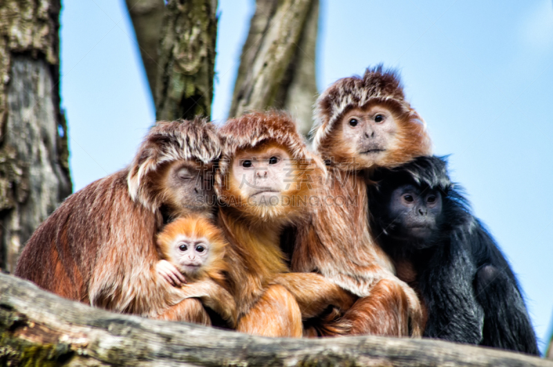 ebony langur,叶猴,褐色,水平画幅,智慧,食草动物,猴子,热带雨林,户外,雨林