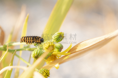 毛虫,黄色,条纹,多色的,黑色,野生动物,动物,蛾,植物,背景