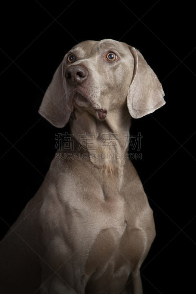 德国魏犬,短发,影棚拍摄,灰色,黑色背景,可爱的,忠诚,好奇心,骄傲,宠物