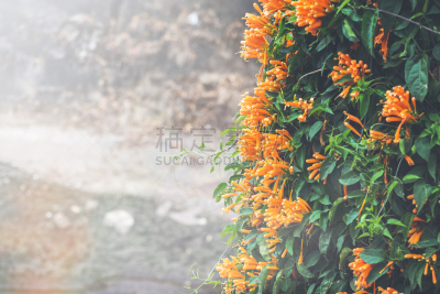 炮仗花,橙色,背景,小号,脆饼干,水平画幅,无人,夏天,组物体,户外