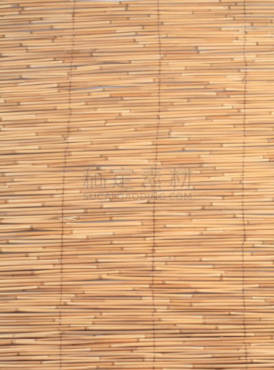 芦苇,垂直画幅,褐色,莎草,无人,紧迫,灯心草,百叶帘,边界,摄影