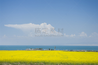 油菜花,仅一朵花,青海湖,天空,水平画幅,无人,蓝色,夏天,户外,海洋