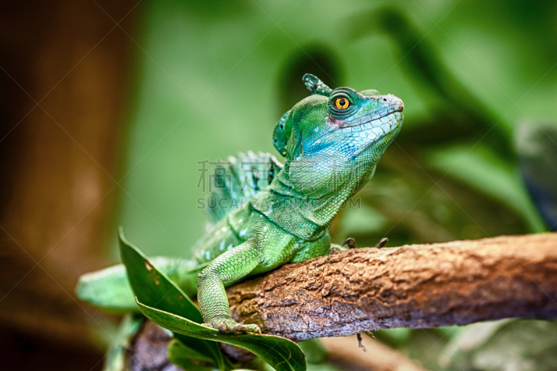 双冠蜥,蛇蜥,动物的鳞,恐龙,已灭绝生物,水平画幅,无人,蜥蜴,动物身体部位,热带雨林