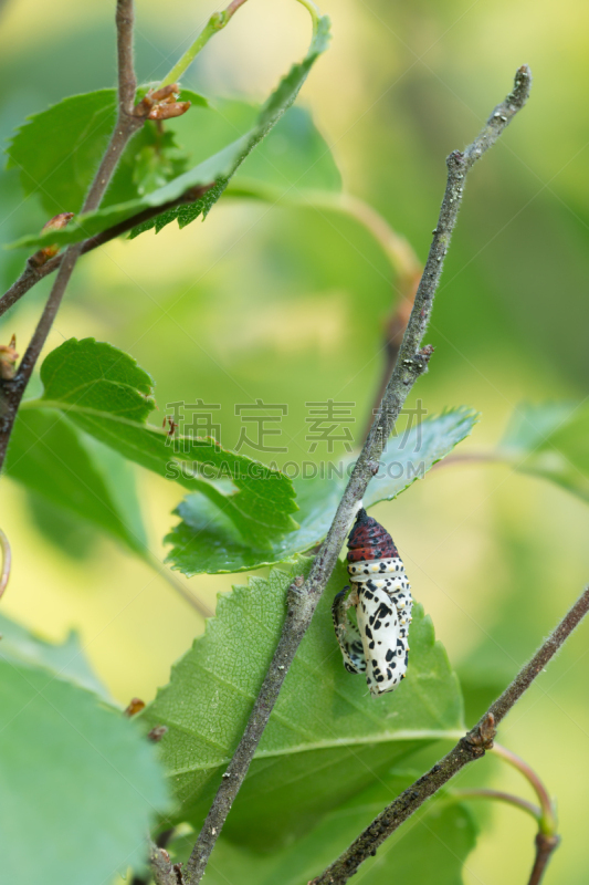 空的,茧,稀缺,豹纹蝶,蝴蝶,白色,自然,瑞典,垂直画幅,野生动物