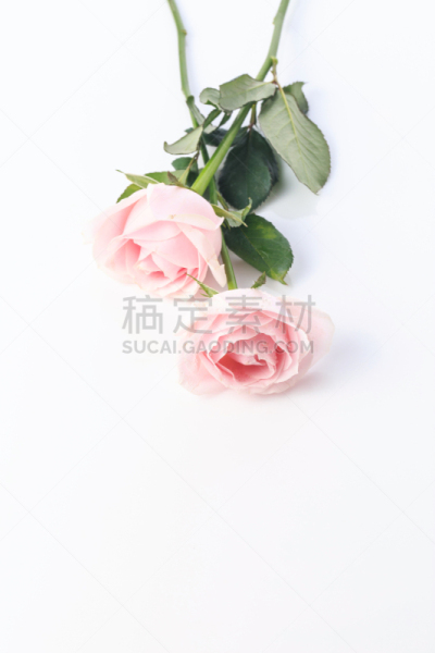 玫瑰,自然美,芳香的,贺卡,浪漫,蔷薇科,植物,背景,节日,礼物