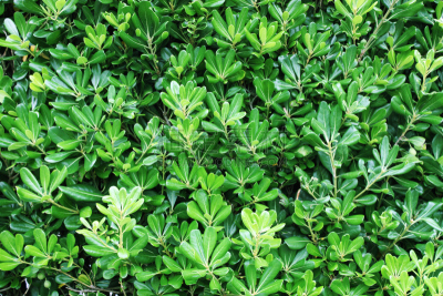 海桐花,美,水平画幅,枝繁叶茂,无人,户外,特写,白色,植物,彩色图片