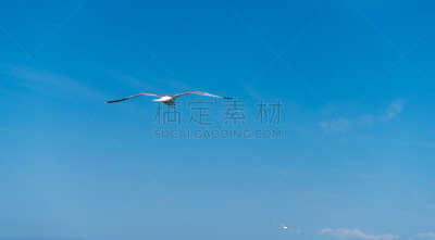 萨索斯,海鸥,海洋,希腊诸岛,嘉龄,暴风雨前的平静,渡轮,客轮,水,天空