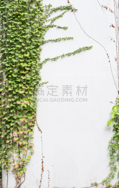常春藤,叶子,白色背景,分离着色,自然,垂直画幅,有蔓植物,枝繁叶茂,攀缘植物,无人