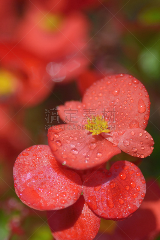 秋海棠,连续性,红色,垂直画幅,美,无人,色彩鲜艳,日本,夏天,户外