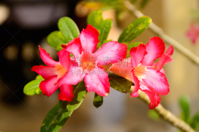 沙漠玫瑰,红漠,仅一朵花,自然,水平画幅,无人,夏天,生物学,特写,龙胆目