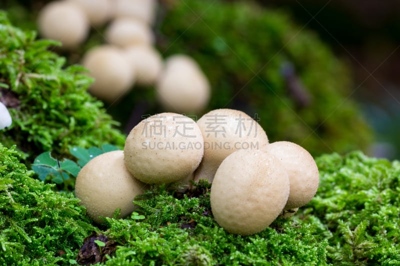 绿色,蘑菇,小的,苔藓,回力球,毒枝菌素,曲尾藓,寄生藤,纳瓦拉,毒蘑菇