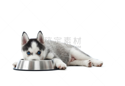 西伯利亚,雪橇犬,小狗,盘子,巨大的,动物嘴,水,美,芳香的,水平画幅