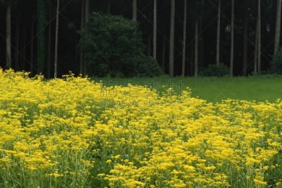夏天,山庄,片山,柳衫,自然,黄色,风景,图像,松科,无人