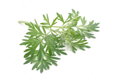 蒿属,分离着色,白色背景,自然,水平画幅,无人,嫩枝,乌克兰,健康保健,夏天