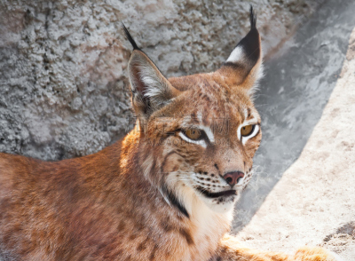 山猫,野生猫科动物,美,水平画幅,野外动物,户外,美洲山猫,哺乳纲,猫,危险