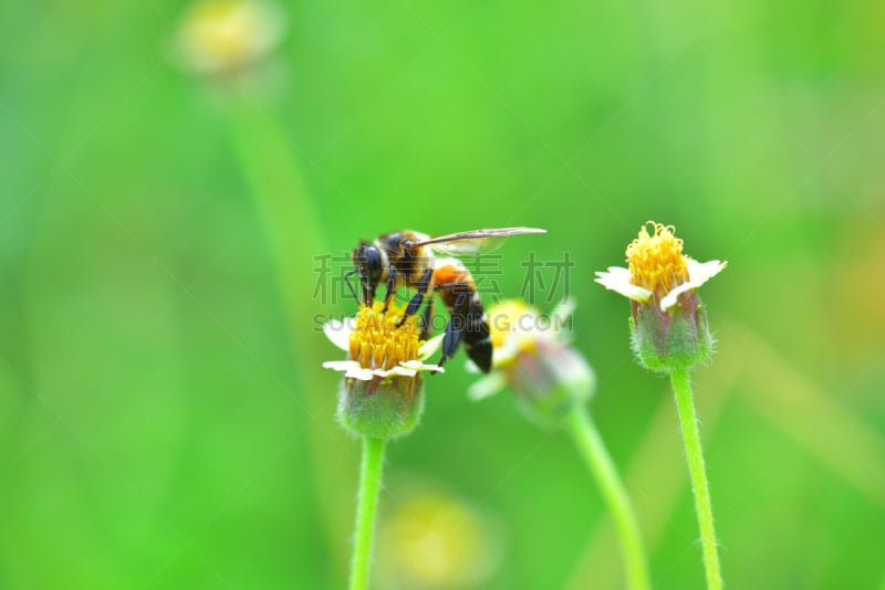 蜜蜂,杀虫剂,动物身体部位,夏天,农作物,白色,毛绒绒,花粉,草地,人的头部