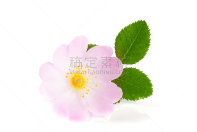 叶子,白色背景,蔷薇果,分离着色,水平画幅,特写,工作室,白色,植物