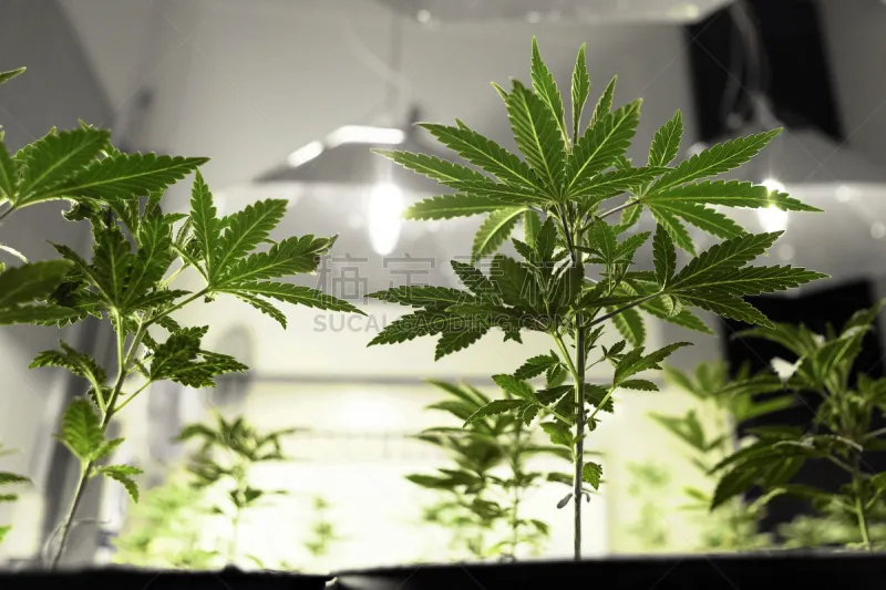 植物苗圃 含羞草 草本园 实验室 荧光灯 顺势医学 栽培植物 秧苗 花蕾 园艺图片素材下载 稿定素材