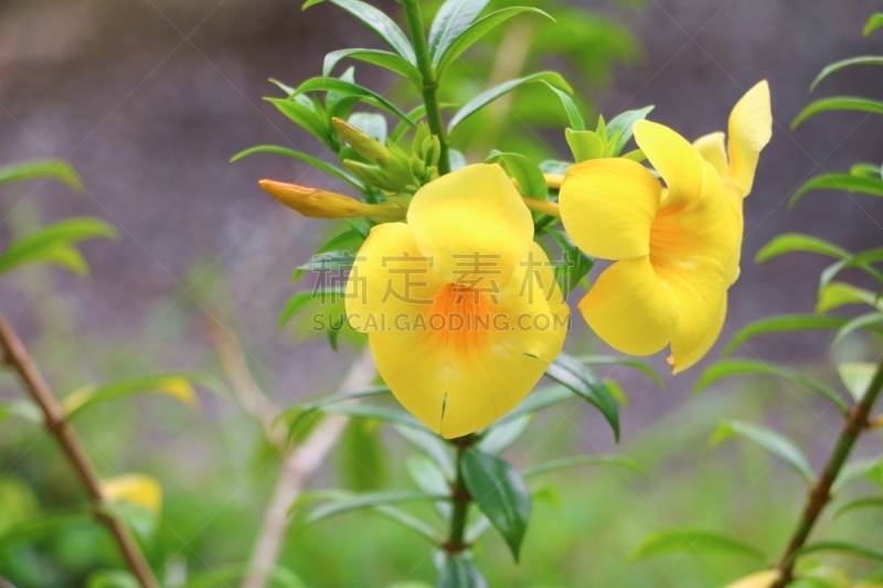 软枝黄蝉,小号,金色,黄色,菜园,轻的,柳树,花,日落,攀岩