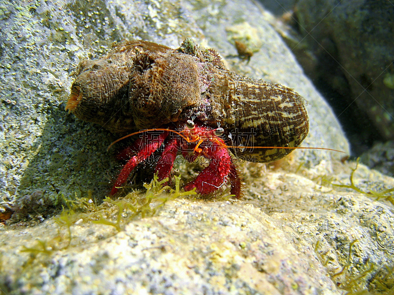 寄生蟹,水下,贝壳,海葵,在下面,水,水平画幅,无人,瓦尔省,野外动物