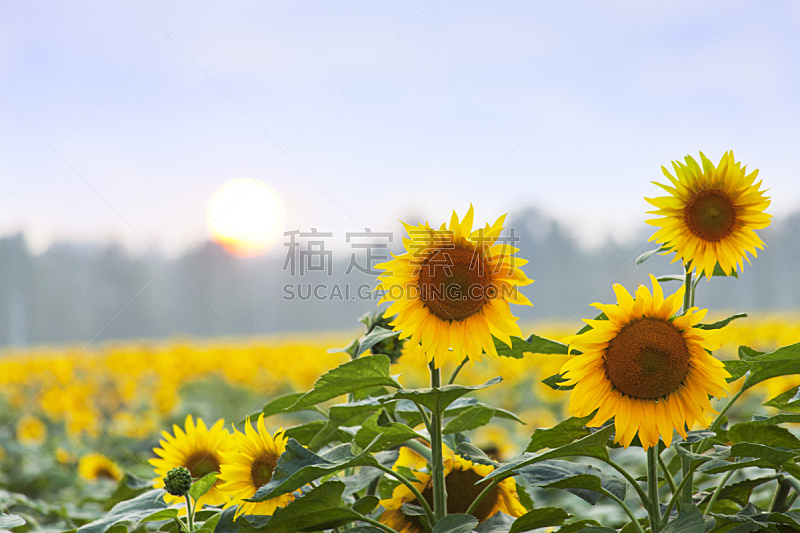 向日葵,夏天,田地,三个物体,天空,水平画幅,户外,农作物,植物,阳光光束