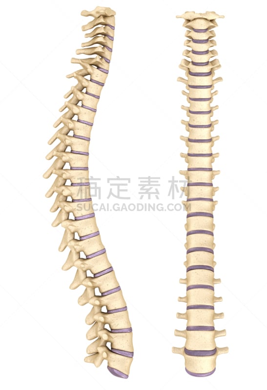 脊柱,三维图形,垂直画幅,正面视角,绘画插图,人类骨架,科学,生物学,姿态