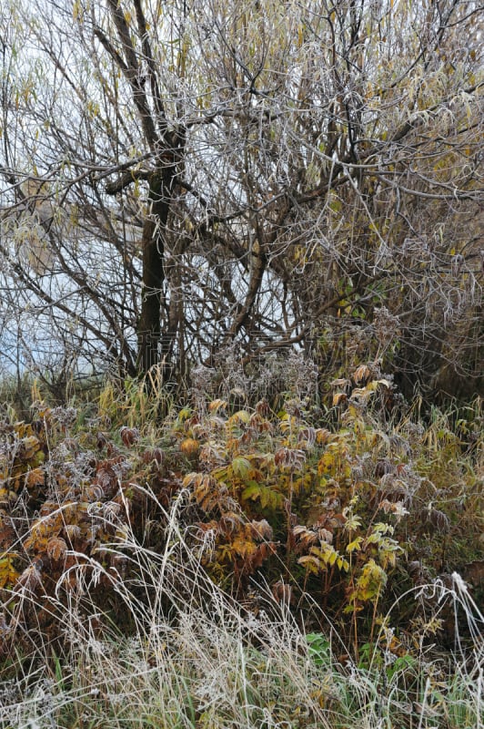 雾凇,第一名,摇篮曲,雾淞,自然,垂直画幅,草地,秋天,雪,无人