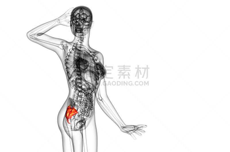 骶骨,健康保健,骨骼,插画,三维图形,尾骨,骶区,脊椎,人类骨架,水平画幅