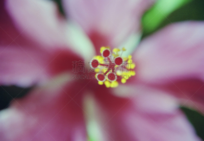 仅一朵花,风车厂,自然,植物,水平画幅,无人,大特写,特写,摄影
