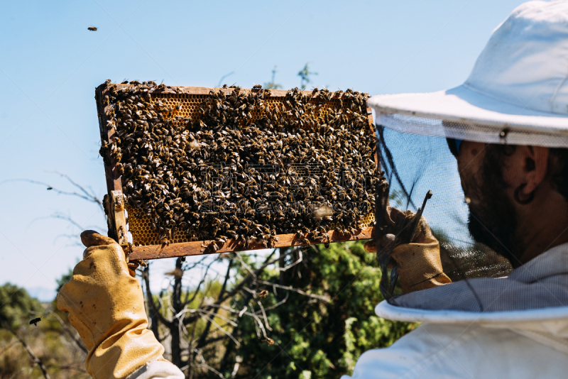 蜂蜜,beekeeper,留白,提举,蜂蜡,蜂王浆,夏天