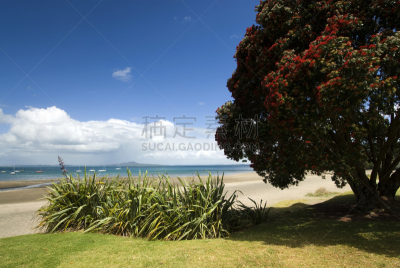 桃金娘科常绿树,海滩,北部岸,奥克兰,新西兰亚麻,rangitoto channel,朗伊托托岛,奥克兰区,天空,水平画幅
