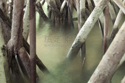 根部,红树,水,水平画幅,无人,沼泽,户外,特写,拉丁美洲,植物