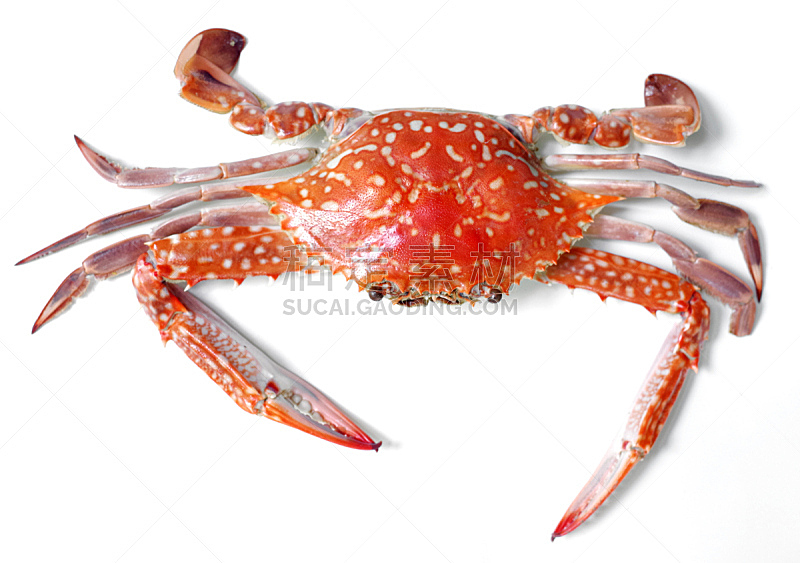 煮食,螃蟹,分离着色,白色背景,水平画幅,贝壳,海产,特写,肉,白色