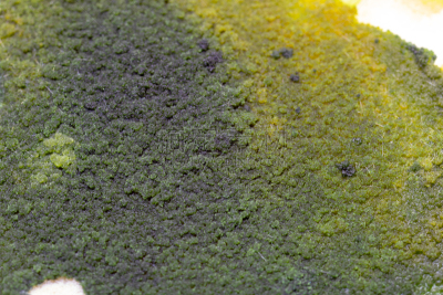 真菌,藻类,大群动物,个性,皮氏培养皿,显微镜,水,生物科技,水平画幅,孢子