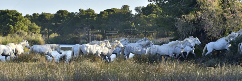 白色,马,兽群,哈雷克区,Camargue Horse,卡马尔格,母马,敏捷,跑,放牧