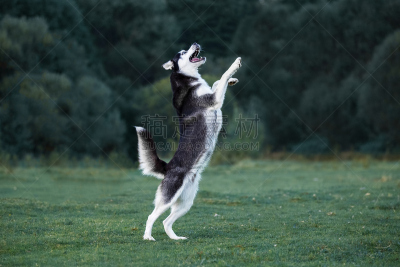 夜晚,雪橇犬,草地,水平画幅,轻轻浮起,黄昏,户外,猎犬,犬科的,哺乳纲