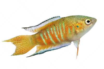 水族馆,鱼类,鸡尾酒,水,水平画幅,淡水,动物鳍,白色,鱼缸,彩色图片