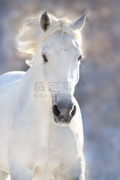马,利皮札马,纯种马,鬃毛,种马,垂直画幅,美,雪,动物身体部位,户外