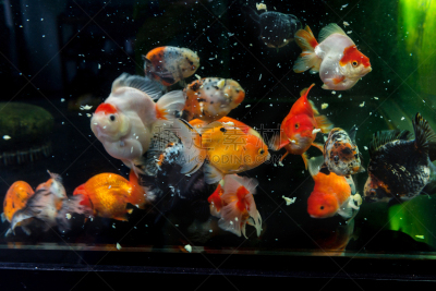 金鱼,水族馆,色彩鲜艳,兰寿金鱼,背鳍,玻璃鱼缸,宠物商店,热带淡水鱼,鱼缸,古怪的