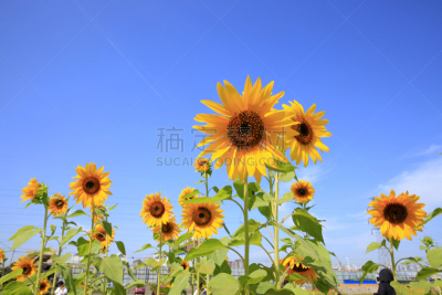 天空,向日葵,海洋,在下面,水平画幅,无人,园艺,夏天,户外,特写