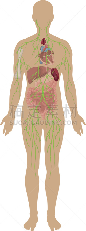 淋巴系统,甲状腺,人类腺体,微生物学,绘画插图,科学,计算机制图,计算机图形学