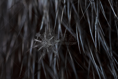 雪花,摩拉维亚星,冰晶,美,水平画幅,雪,新年,巨大的,尖利