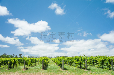 夏天,玛格丽特河,葡萄园,天空,成一排,有蔓植物,水平画幅,绿色,枝繁叶茂,无人