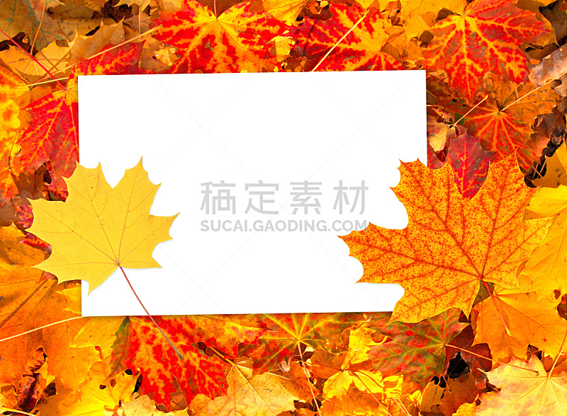叶子,秋天,纸,背景聚焦,留白,边框,水平画幅,风化的,消息,无人